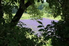 couvent-des-minimes-champs-lavande-entre-feuillages