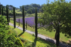 couvent-des-minimes-champs-lavande
