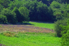 couvent-des-minimes-surplomb-de-champs-de-lavande-printemps