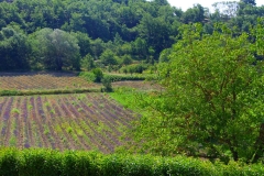 couvent-des-minimes-surplomb-de-champs-de-mavande