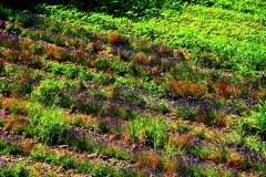 couvent-des-minimes-surplomb-de-champs-printemps