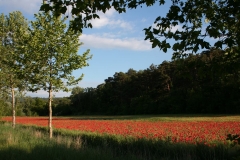 luberon - pavots