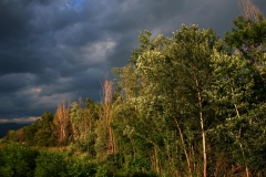 luberon-paysage-arbres-argentes