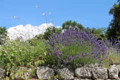 couvent-des-minimes-restanques-lavande