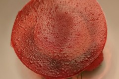 la_pergola_stroscia_framboises_cardamone