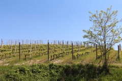 Langhe_vignes