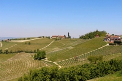 Langhe_vignobles