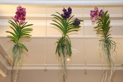 san-remo-flipper-decoration