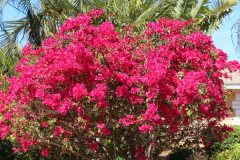 sanibel-indian-lilac