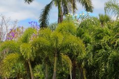 sanibel-island-pelouse