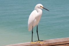 sanibel-aigrette-neigeuse
