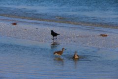 sanibel-dowitchers