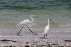 sanibel-grande-aigrette-et-aigrette-neigeuse