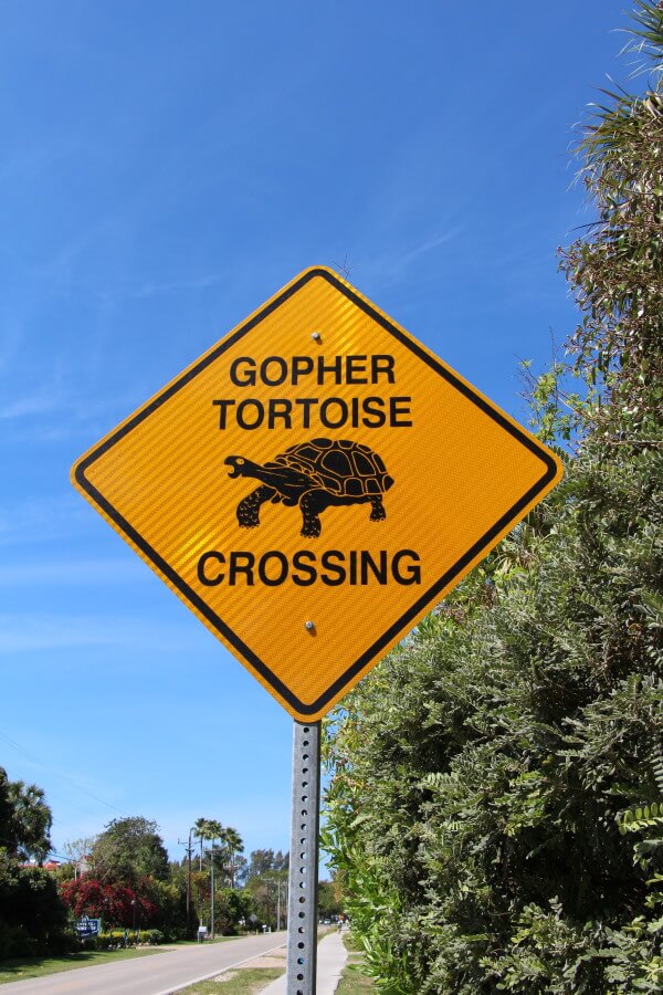 Florida. Sanibel Island. Réserve naturelle. Tortues gopher. Tortoise sanctuary